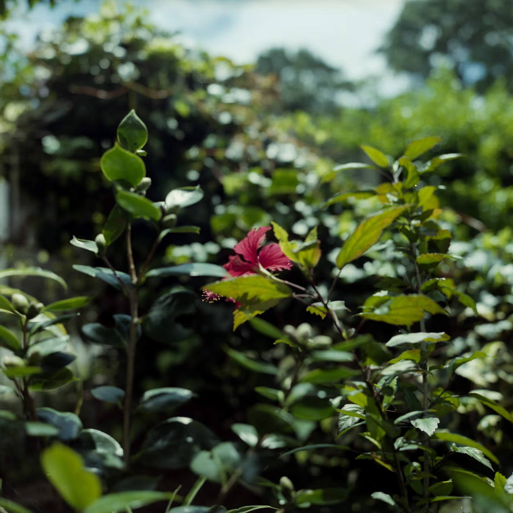 A red flower is in the middle of a bush