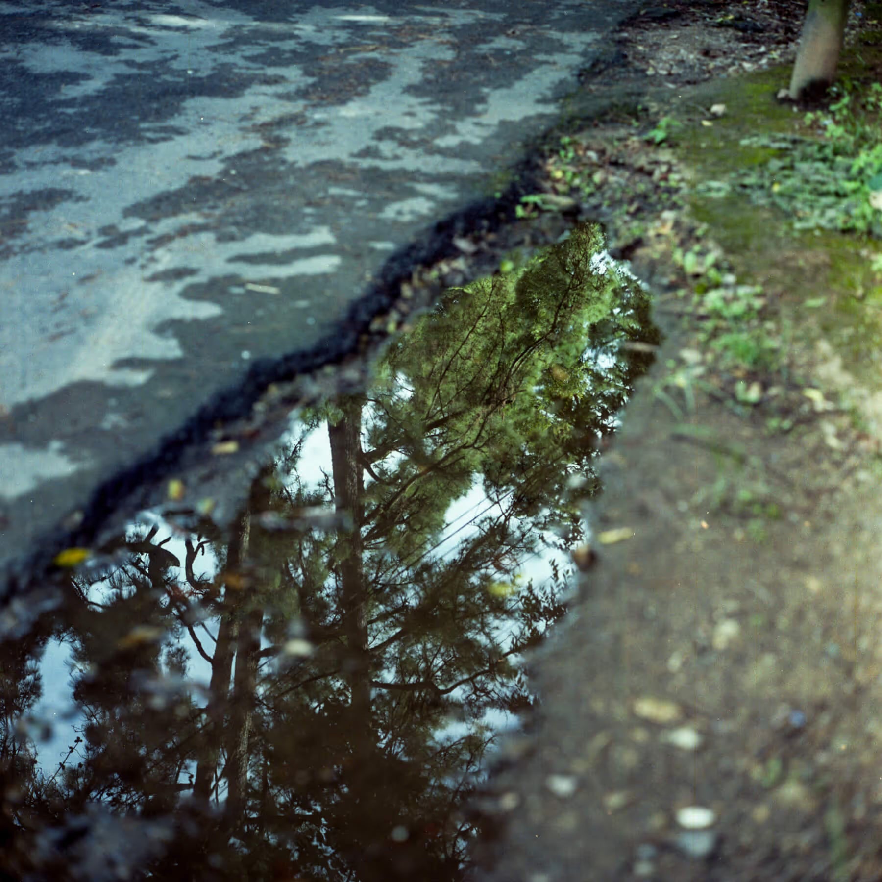 A reflection of a tree in a puddle of water